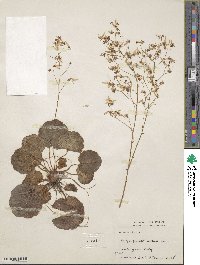 Saxifraga stolonifera image