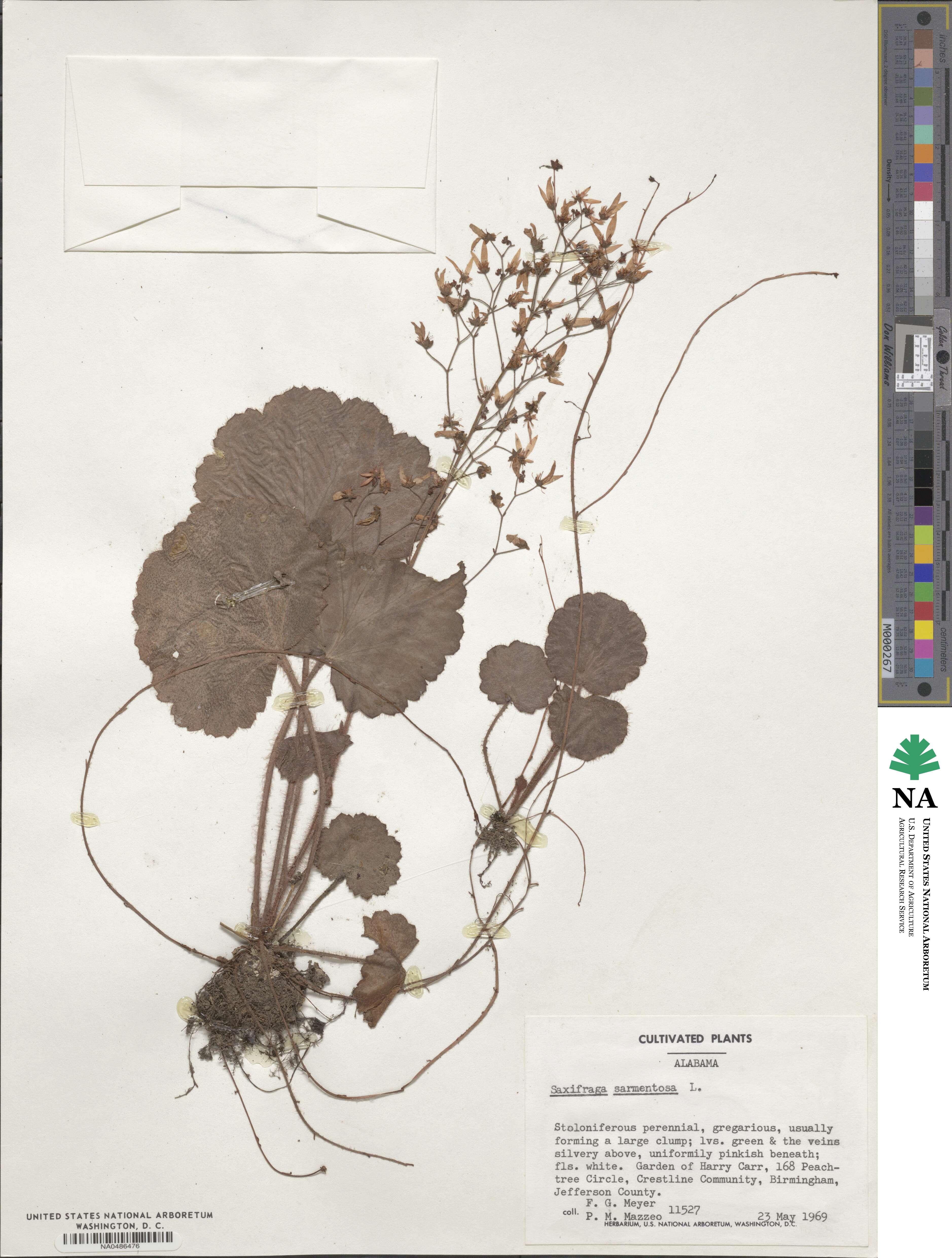 Saxifraga stolonifera image