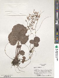 Saxifraga stolonifera image