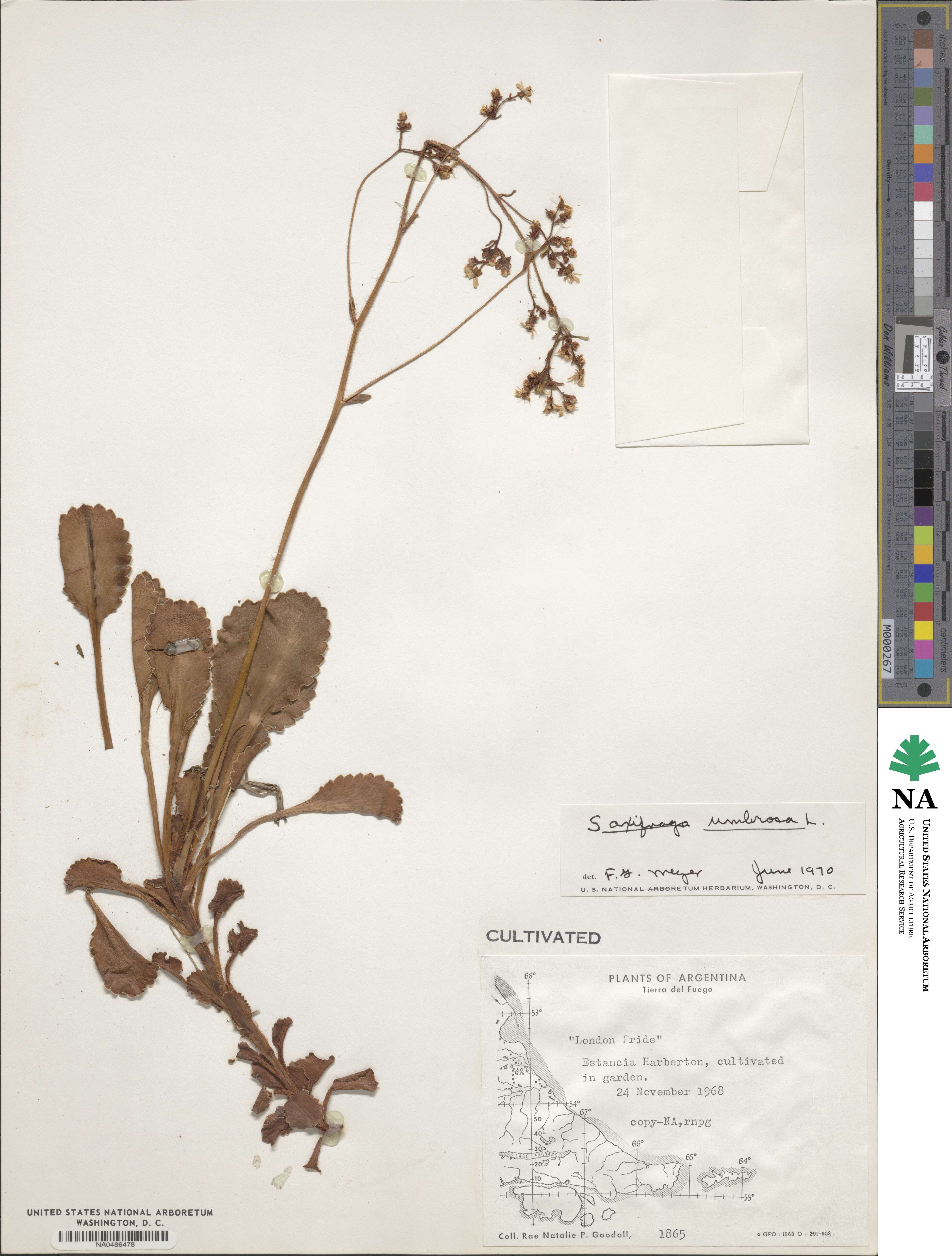 Saxifraga umbrosa image