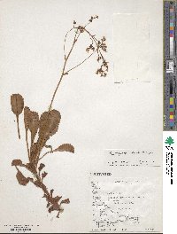 Saxifraga umbrosa image