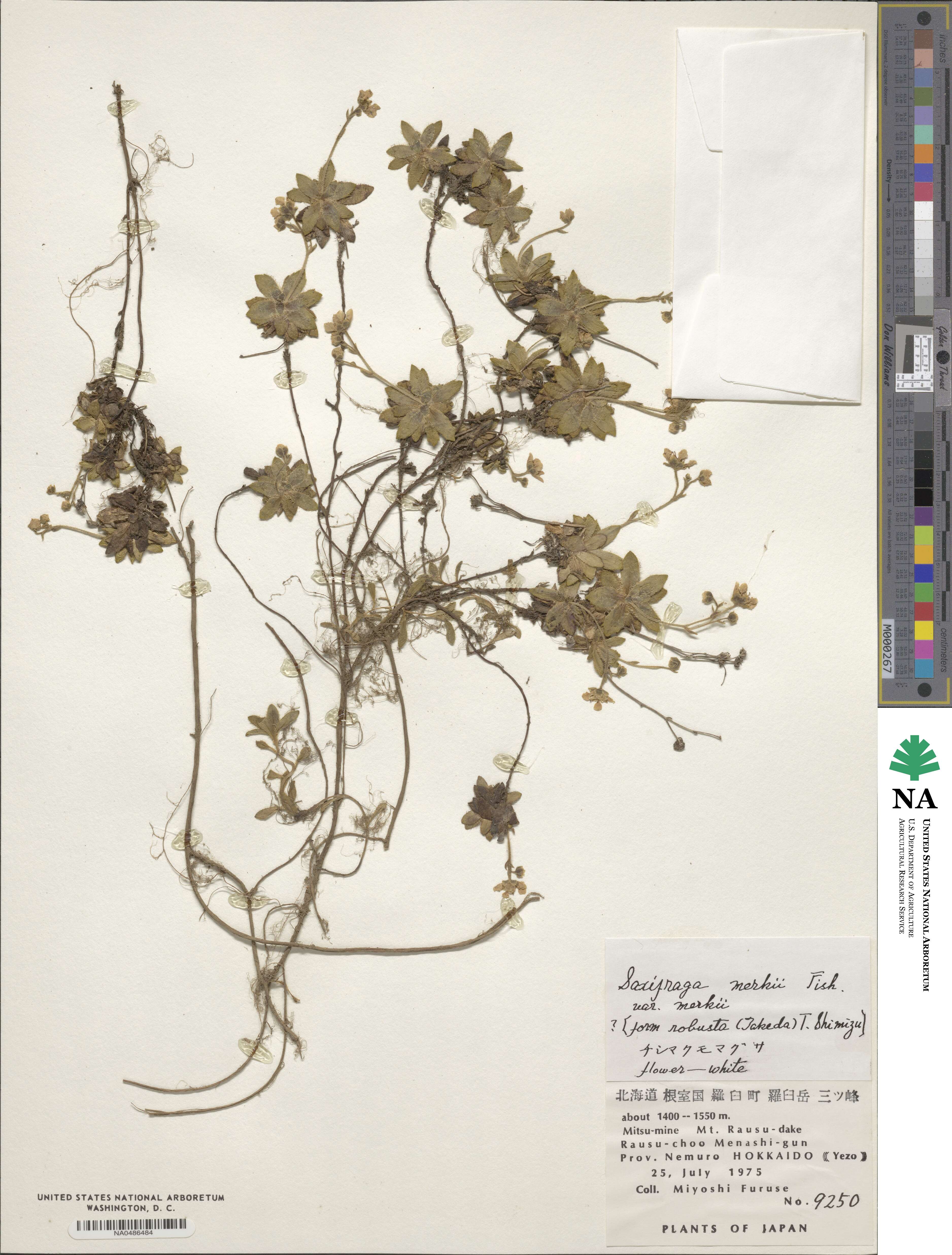 Micranthes merkii subsp. merkii image