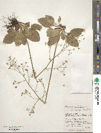 Micranthes sachalinensis image