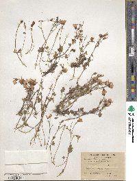 Saxifraga sibirica image