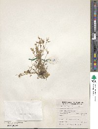 Saxifraga sibirica image