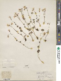 Saxifraga sibirica image