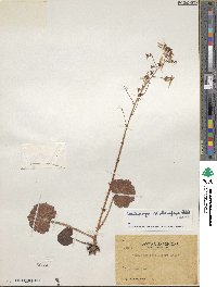 Saxifraga stolonifera image