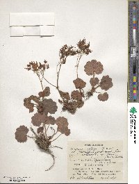 Saxifraga fortunei image