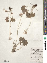 Saxifraga fortunei var. alpina image