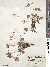 Saxifraga fortunei image