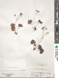 Saxifraga fortunei image