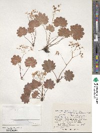 Saxifraga fortunei var. alpina image