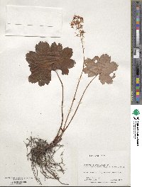 Saxifraga fortunei image