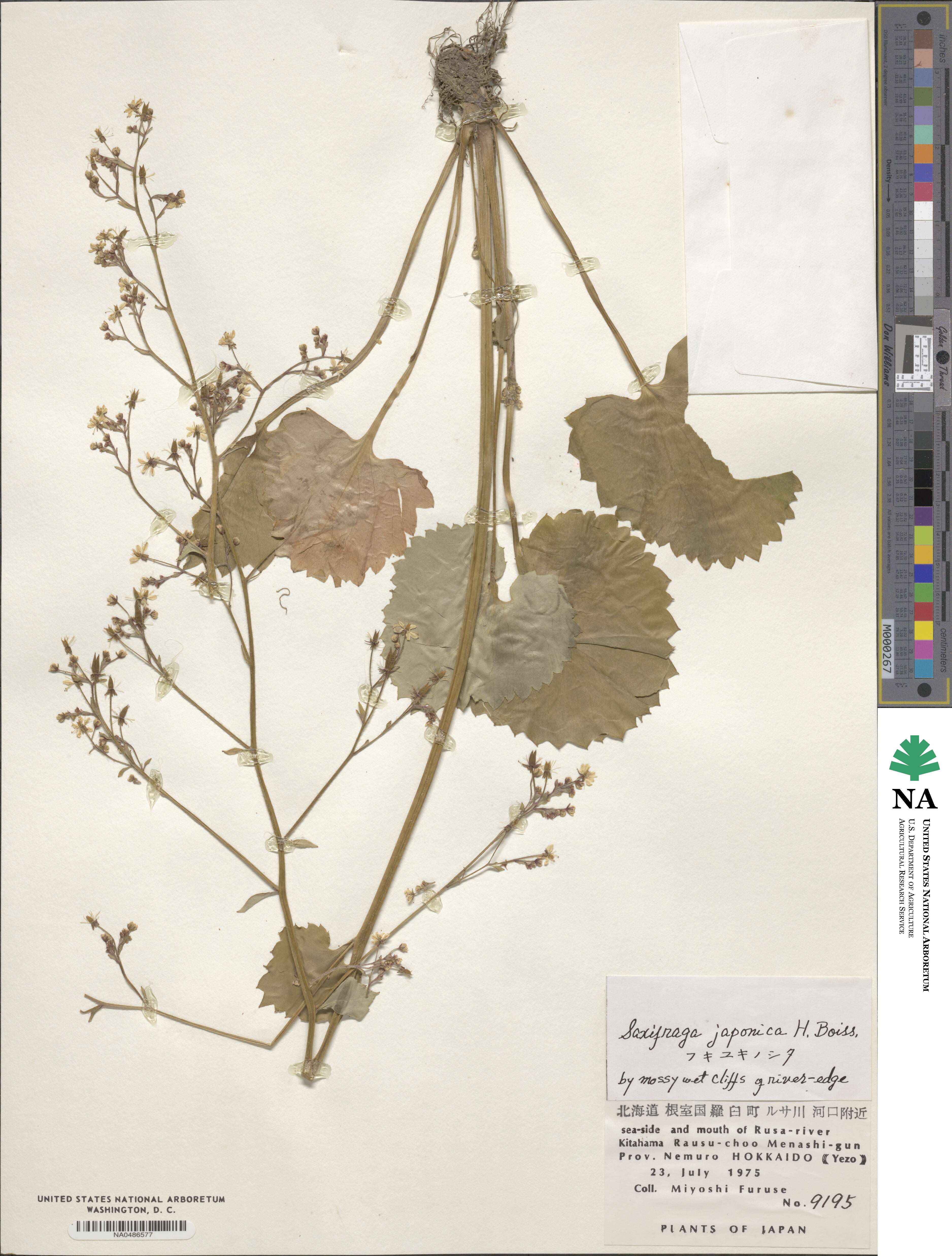 Micranthes japonica image