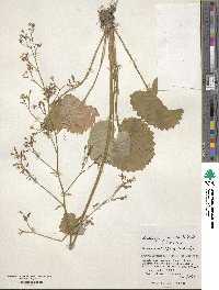 Micranthes japonica image