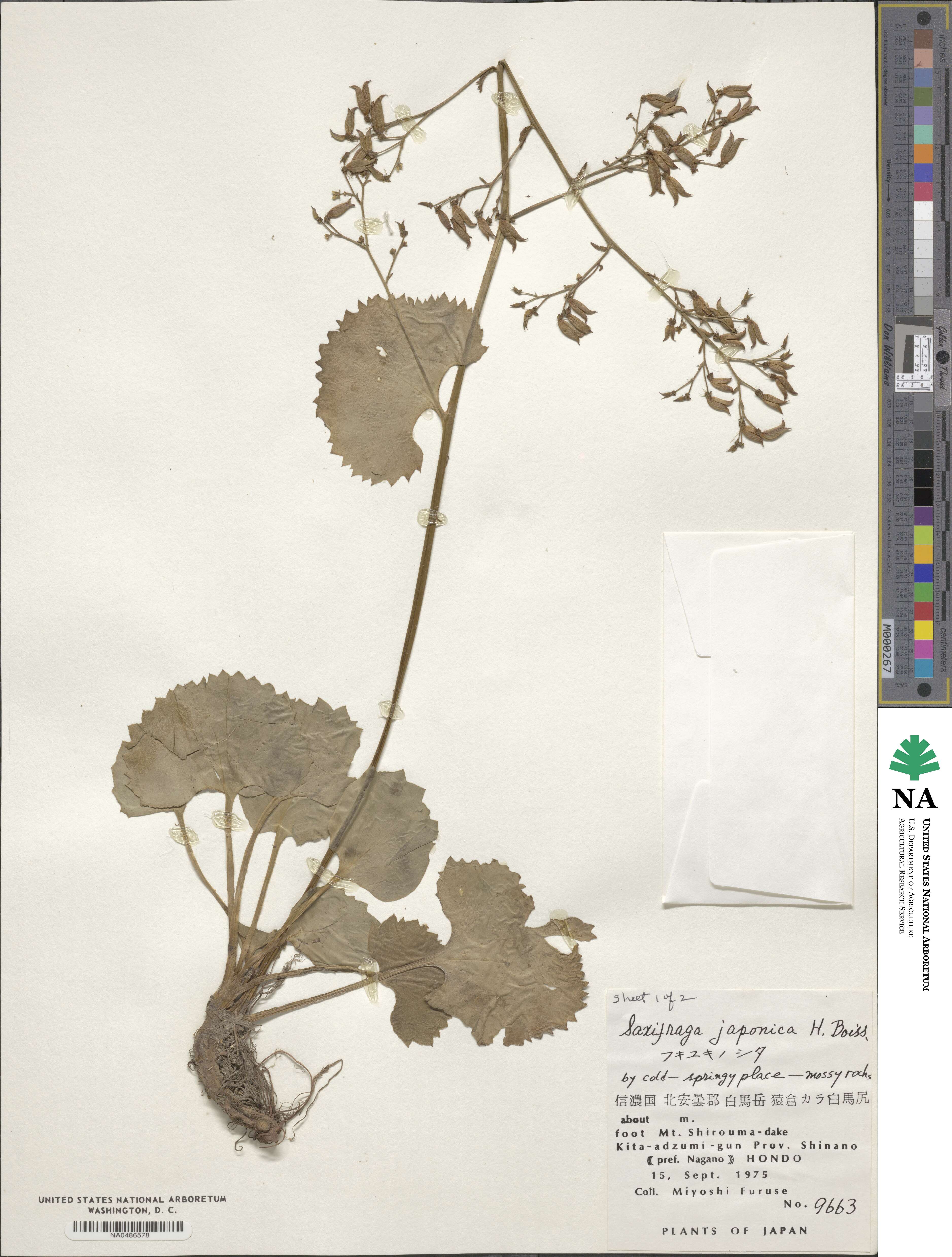 Micranthes japonica image