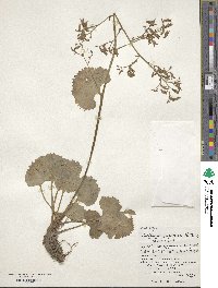 Micranthes japonica image