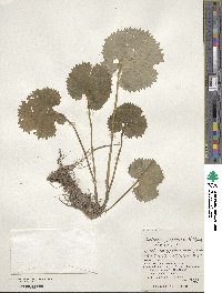 Micranthes japonica image