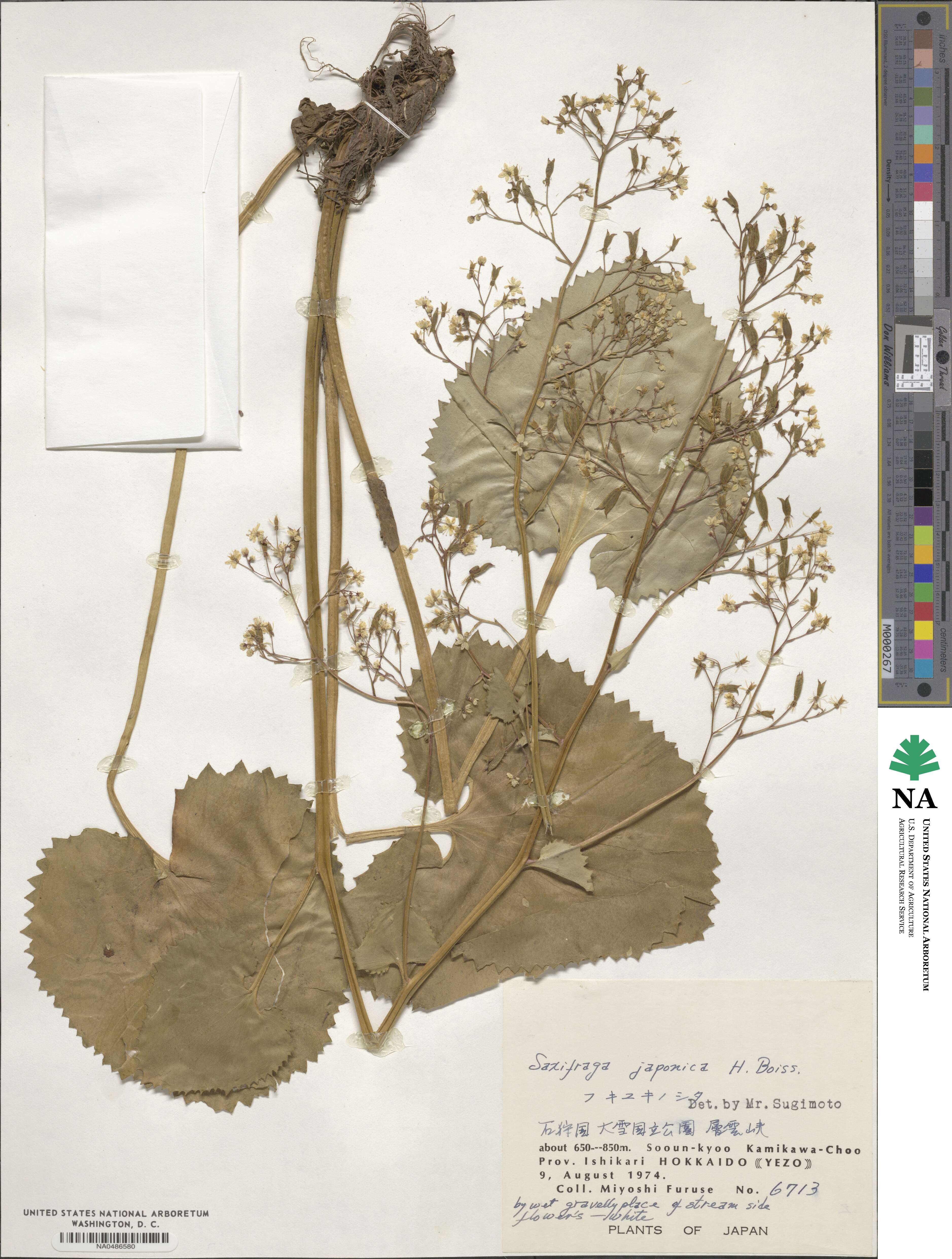 Micranthes japonica image