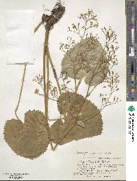 Micranthes japonica image