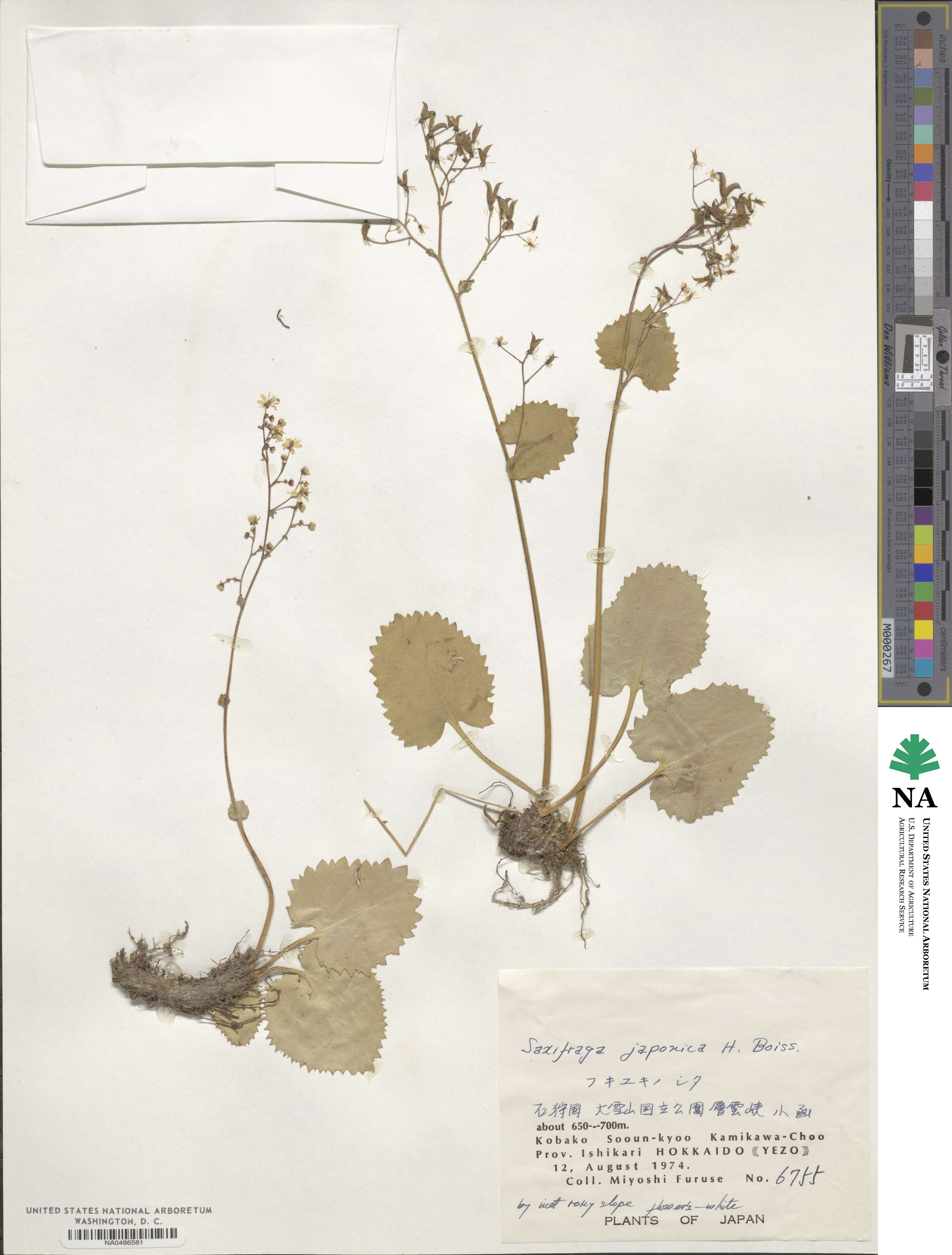 Micranthes japonica image