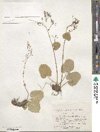 Micranthes japonica image