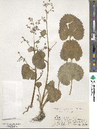 Micranthes japonica image