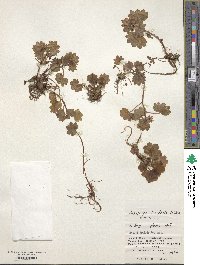 Saxifraga bracteata image