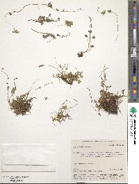 Saxifraga cernua image