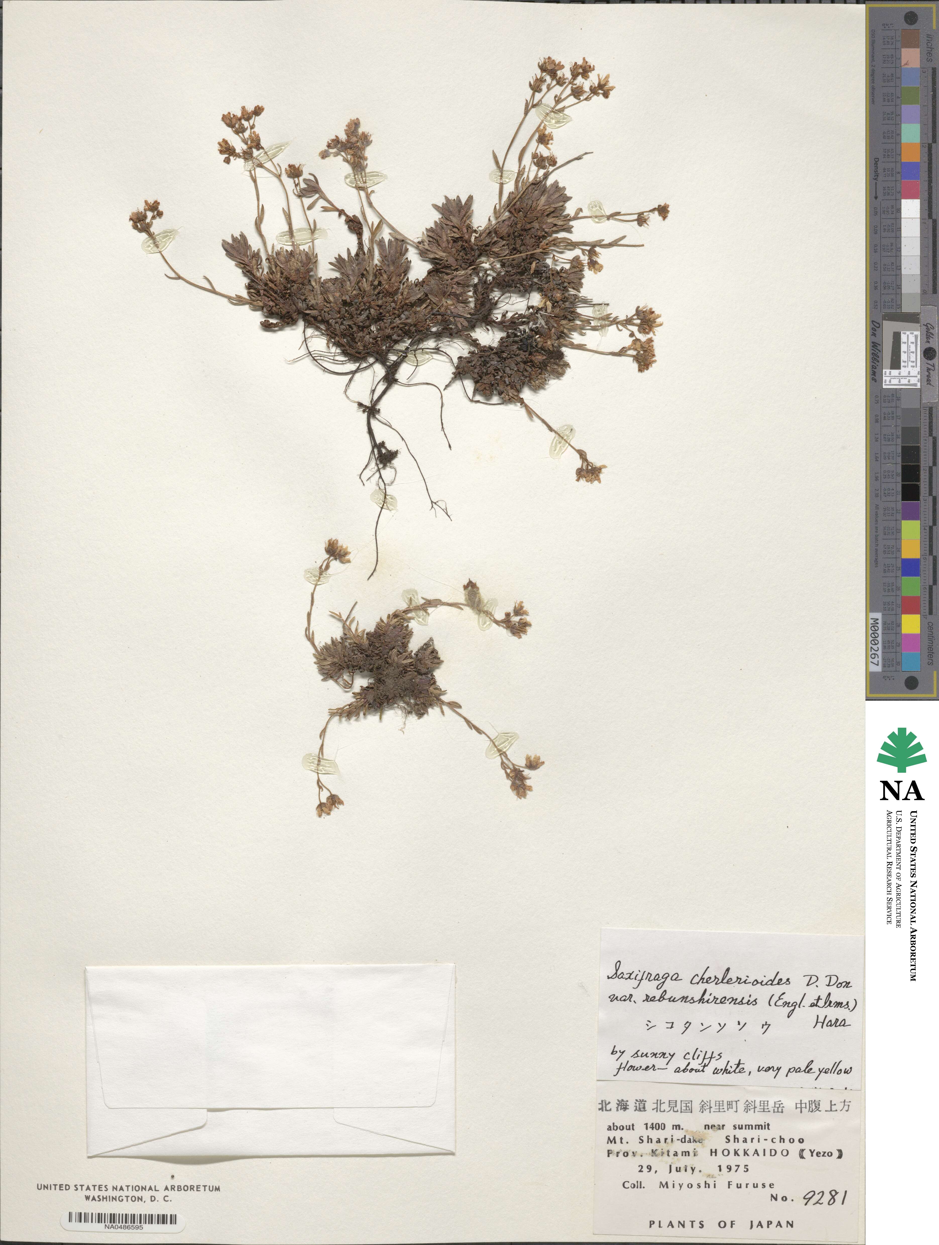 Saxifraga bronchialis var. rebunshirensis image