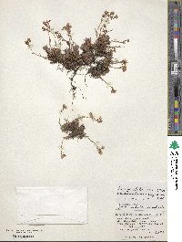 Saxifraga bronchialis image