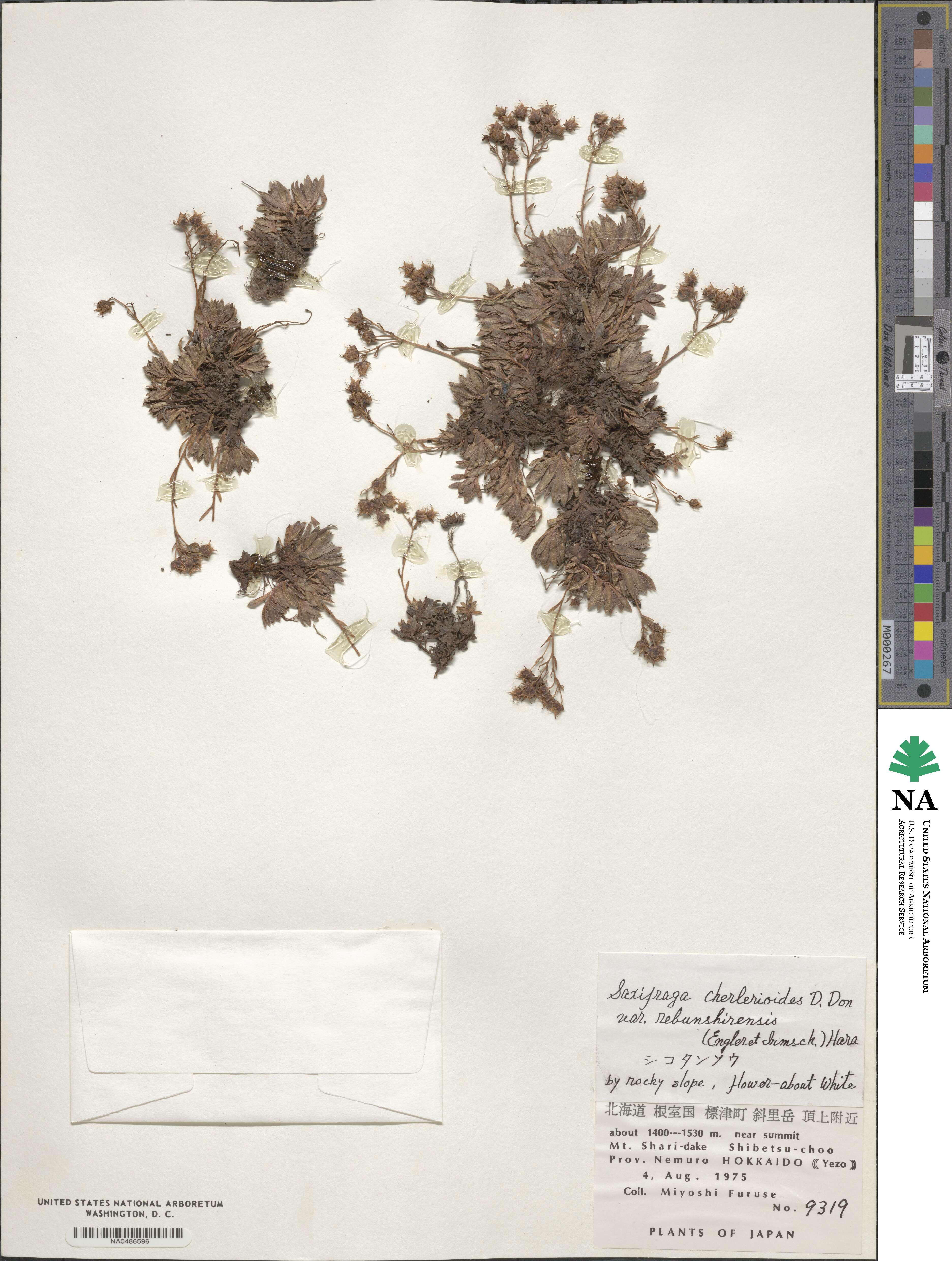 Saxifraga bronchialis var. rebunshirensis image