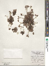 Saxifraga bronchialis image