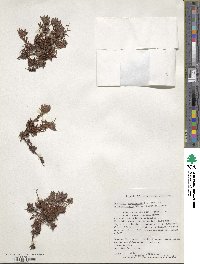 Saxifraga bronchialis var. rebunshirensis image