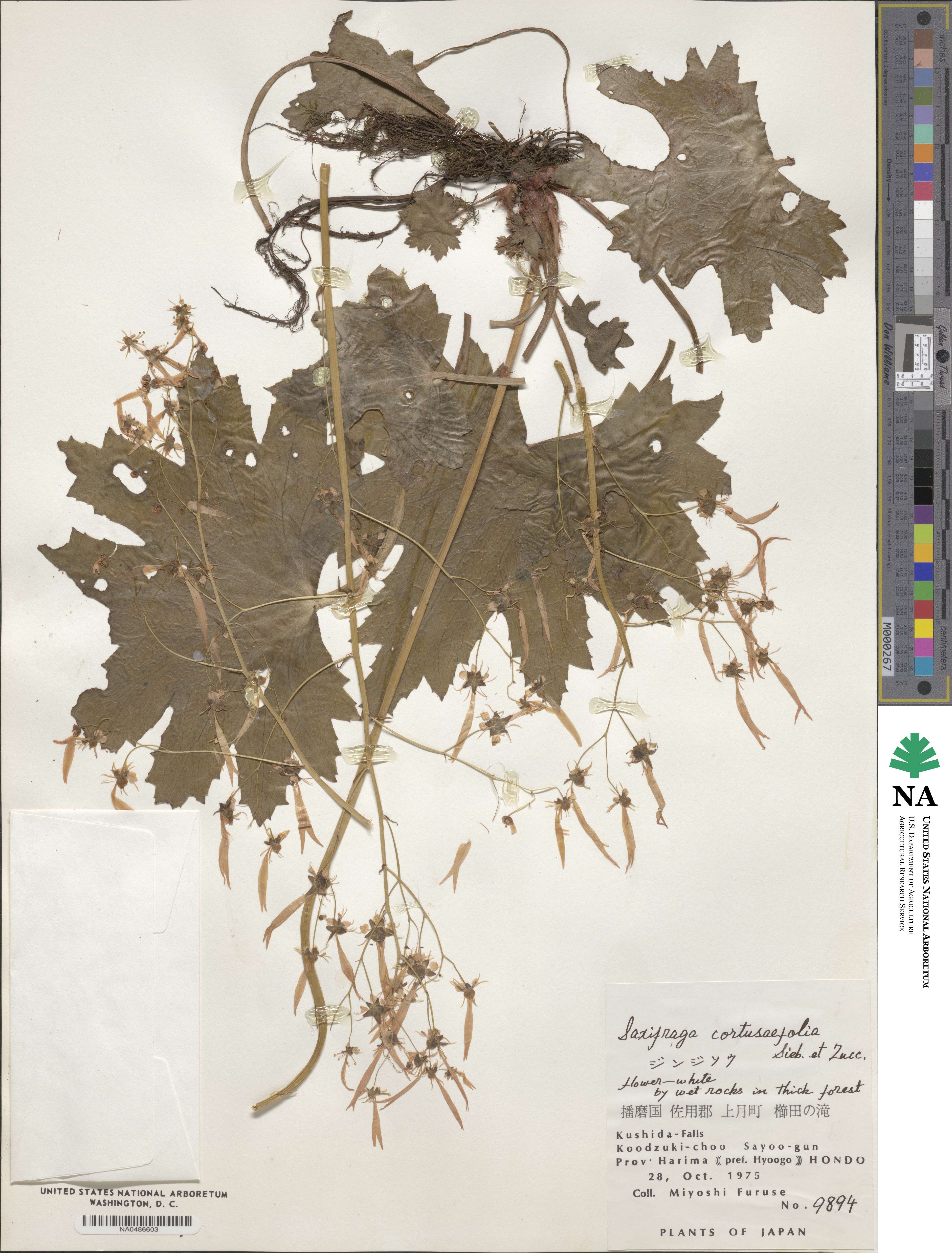 Saxifraga cortusifolia image