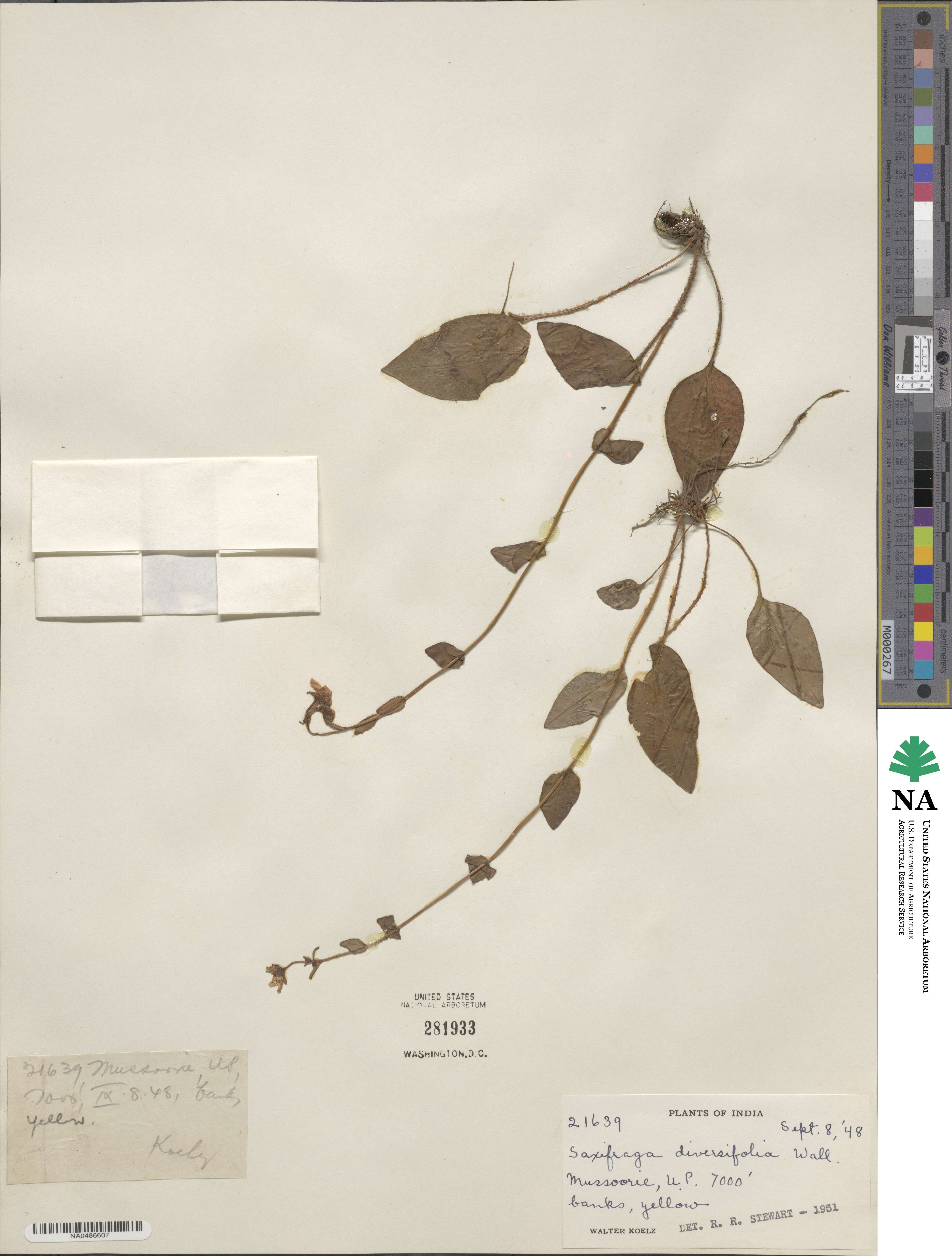 Saxifraga diversifolia image