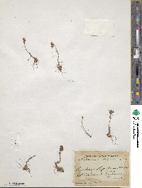 Saxifraga flagellaris image