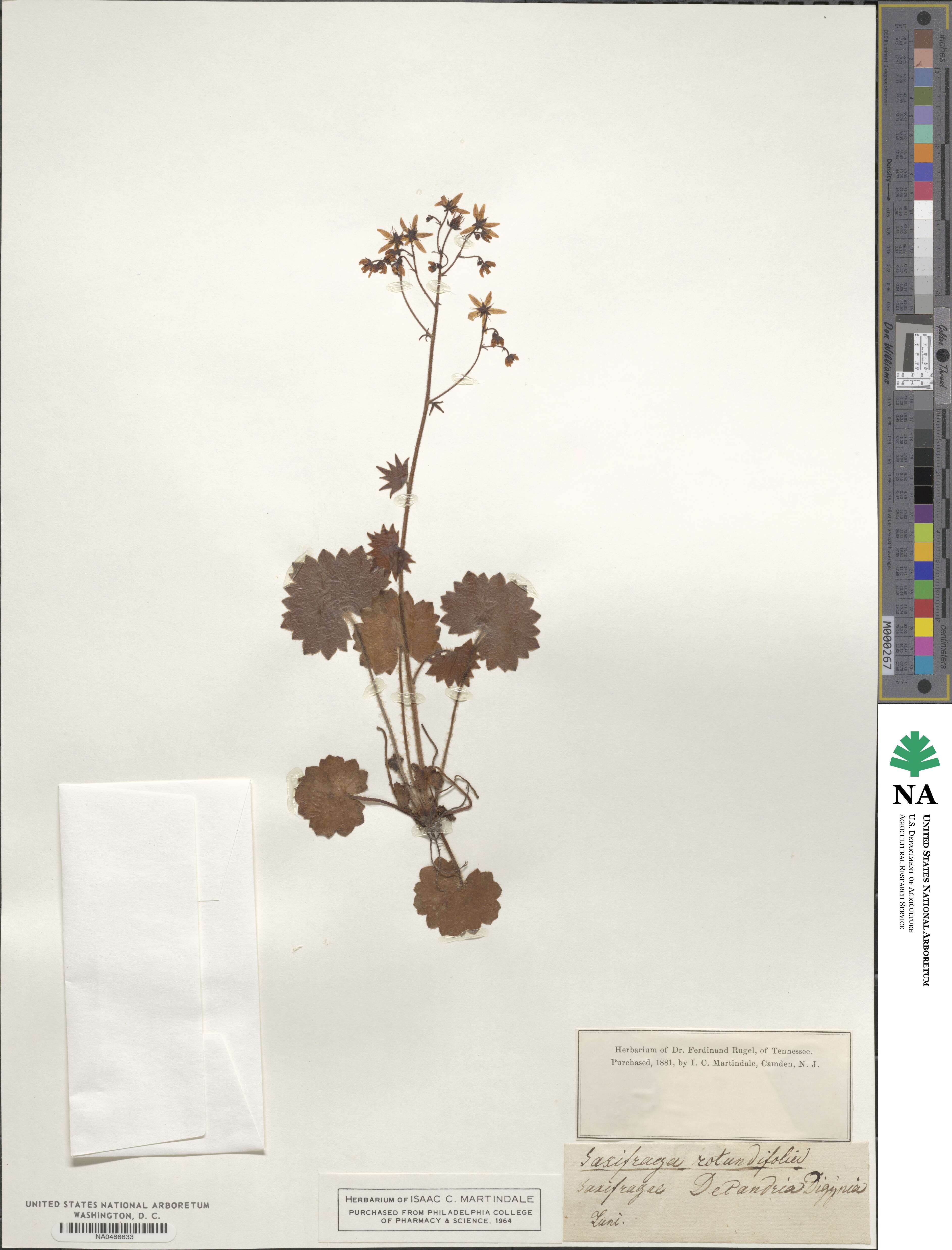 Saxifraga rotundifolia image