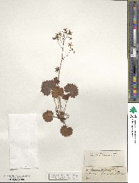 Saxifraga rotundifolia image