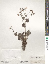 Saxifraga rotundifolia image