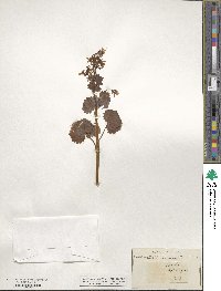 Saxifraga rotundifolia image