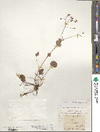 Saxifraga rotundifolia image