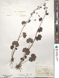 Saxifraga rotundifolia image