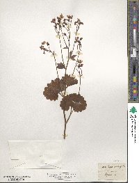 Saxifraga rotundifolia image