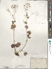 Saxifraga rotundifolia image