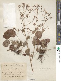 Saxifraga rotundifolia image