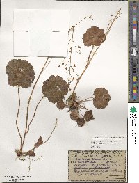 Saxifraga stolonifera image