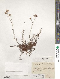 Saxifraga rosacea subsp. sponhemica image