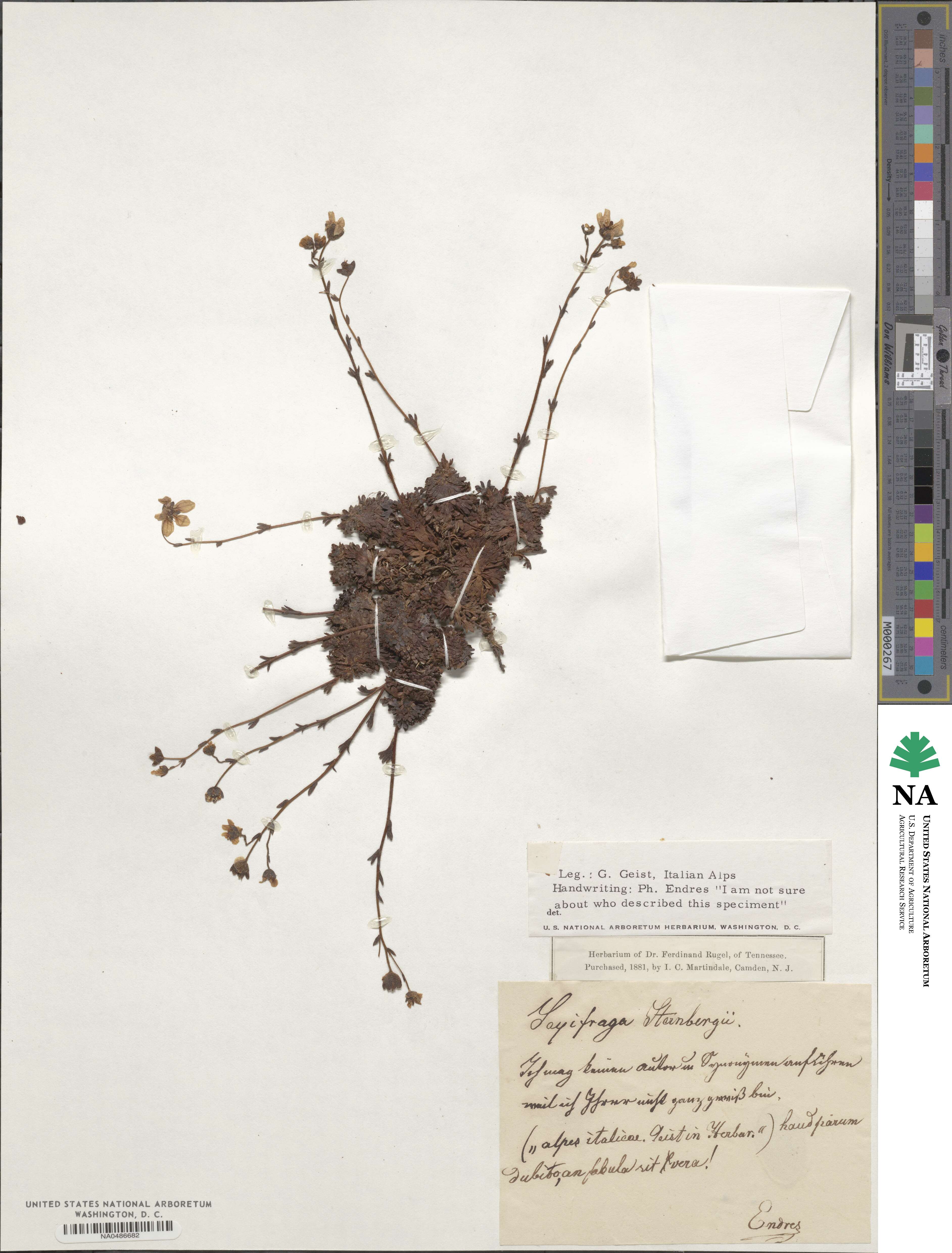 Saxifraga rosacea subsp. sponhemica image