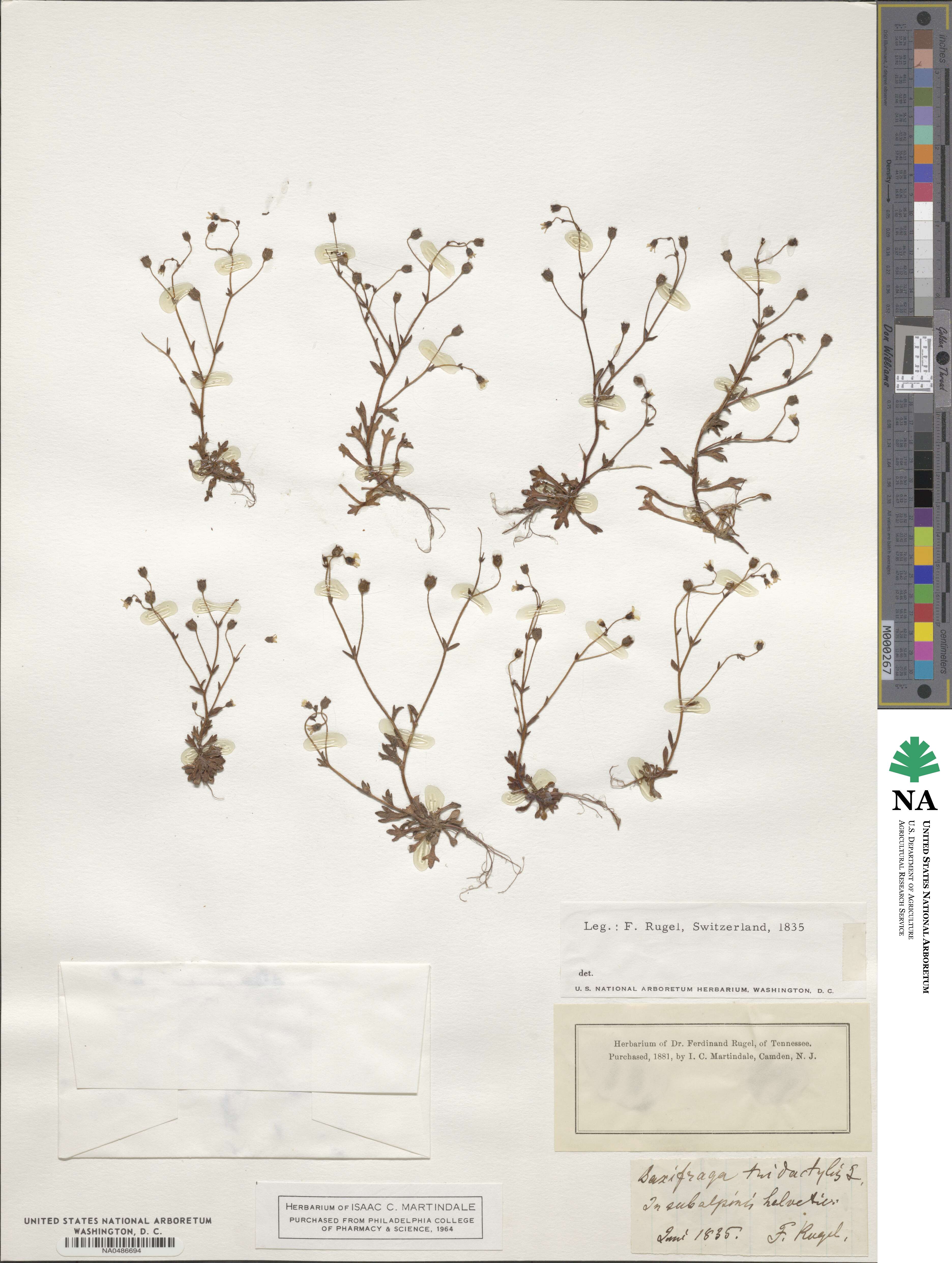 Saxifraga tridactylites image